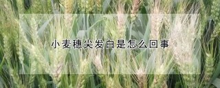 小麦穗尖发白是怎么回事,第1图