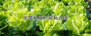 生菜种植时间和方法,第1图