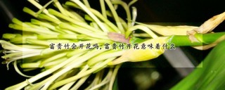 富贵竹会开花吗,富贵竹开花意味着什么,第1图