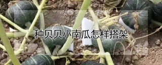 种贝贝小南瓜怎样搭架,第1图