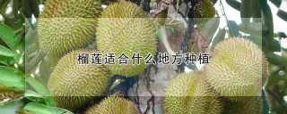 榴莲适合什么地方种植,第1图