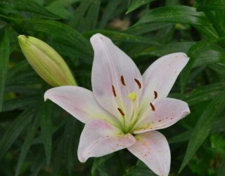 百合花种子怎么繁殖，播种繁殖存活率最高(养殖三年开花),第2图