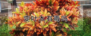 变叶木有毒吗,第1图