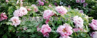 牡丹海棠一年开几次花,第1图