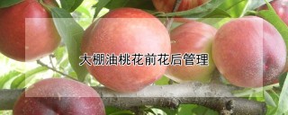 大棚油桃花前花后管理,第1图