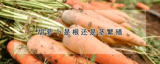 胡萝卜是根还是茎繁殖,第1图