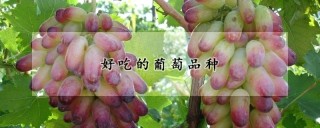 好吃的葡萄品种,第1图