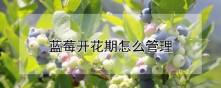 蓝莓开花期怎么管理,第1图