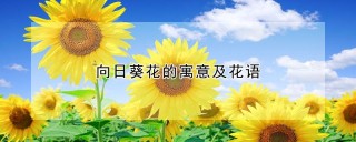 向日葵花的寓意及花语,第1图