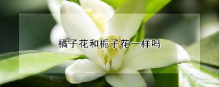 橘子花和栀子花一样吗,第1图