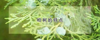 柏树的特点,第1图