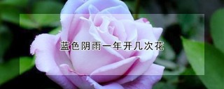 蓝色阴雨一年开几次花,第1图