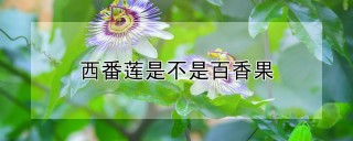 西番莲是不是百香果,第1图