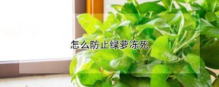 怎么防止绿萝冻死,第1图