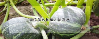 南瓜怎么种植才能高产,第1图