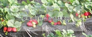 草莓6月份以后还结果吗,第1图