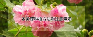 木芙蓉种植方法和注意事项,第1图