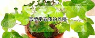 雪莹常春藤的养殖,第1图