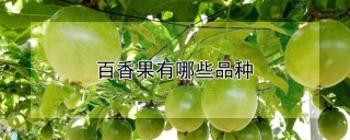 百香果有哪些品种,第1图