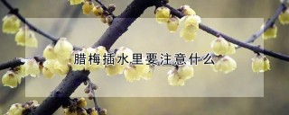 腊梅插水里要注意什么,第1图