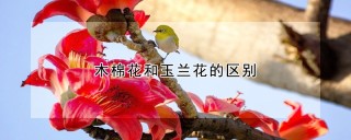 木棉花和玉兰花的区别,第1图