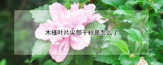 木槿叶片尖部干枯是怎么了,第1图