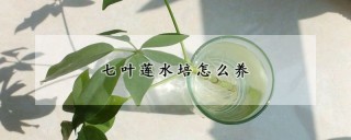 七叶莲水培怎么养,第1图