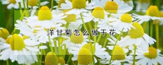 洋甘菊怎么做干花,第1图