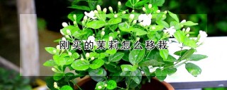 刚买的茉莉怎么移栽,第1图