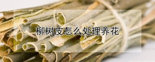 柳树皮怎么处理养花,第1图