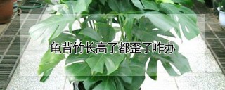 龟背竹长高了都歪了咋办,第1图