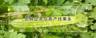 怎样让苦瓜高产挂果多,第1图