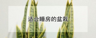 适合睡房的盆栽,第1图