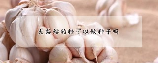 大蒜结的籽可以做种子吗,第1图