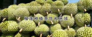 榴莲种植条件和区域,第1图