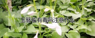 玉簪花有毒吗注意什么,第1图