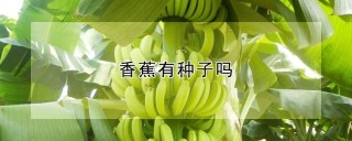 香蕉有种子吗,第1图