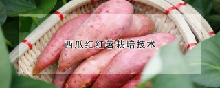 西瓜红红薯栽培技术,第1图