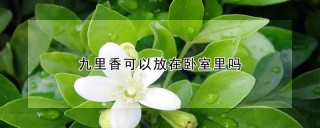 九里香可以放在卧室里吗,第1图