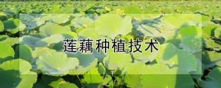 莲藕种植技术,第1图