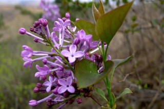 野丁香花有毒吗,第3图