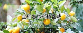 金桔怎么种植盆栽,第1图