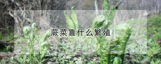 蕨菜靠什么繁殖,第1图