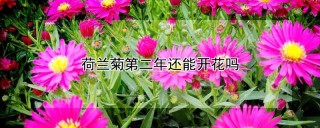 荷兰菊第二年还能开花吗,第1图