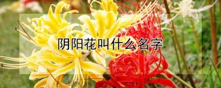 阴阳花叫什么名字,第1图