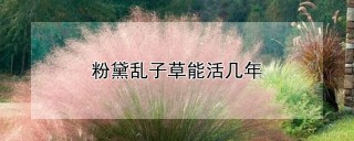 粉黛乱子草能活几年,第1图