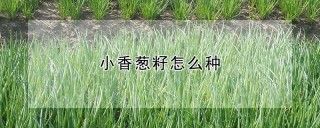 小香葱籽怎么种,第1图