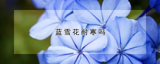 蓝雪花耐寒吗,第1图