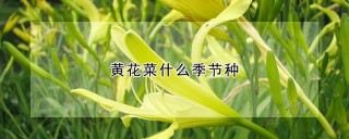 黄花菜什么季节种,第1图