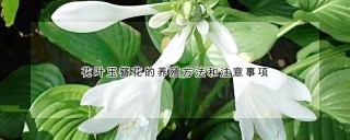 花叶玉簪花的养殖方法和注意事项,第1图